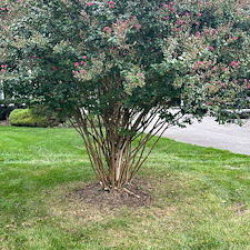 Plant-Health-Care-for-Weeping-Willow-Diseased-Oak-and-Crape-Myrtle-Pruning-in-Queen-Anne-MD 6